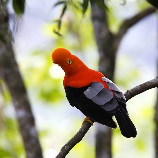 Travel Blog Manu National Park & Amazon Peru