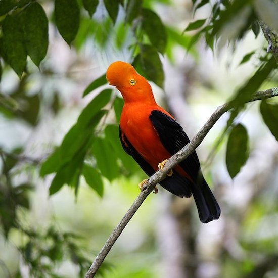 Travel Blog Manu National Park & Amazon Peru