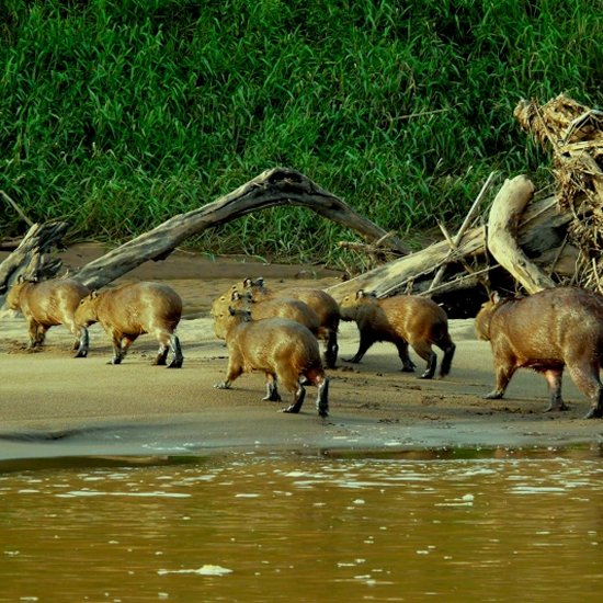 Travel Blog Manu National Park & Amazon Peru