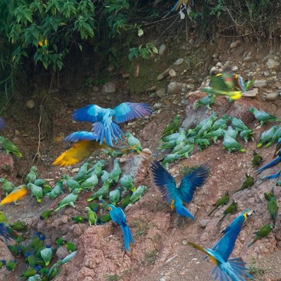 Travel Blog Manu National Park & Amazon Peru