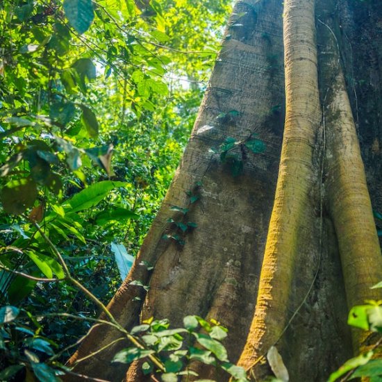 Travel Blog Manu National Park & Amazon Peru