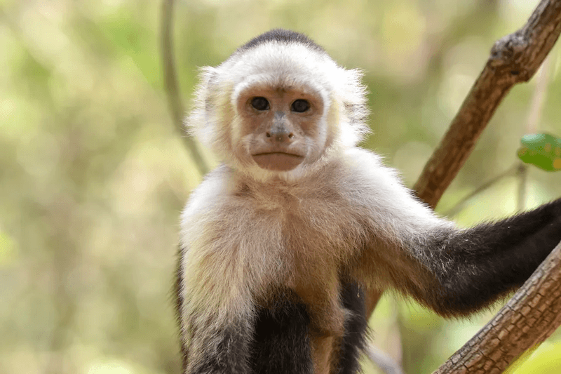 Capuchin Monkey