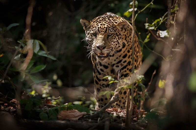 Amazon Jaguar