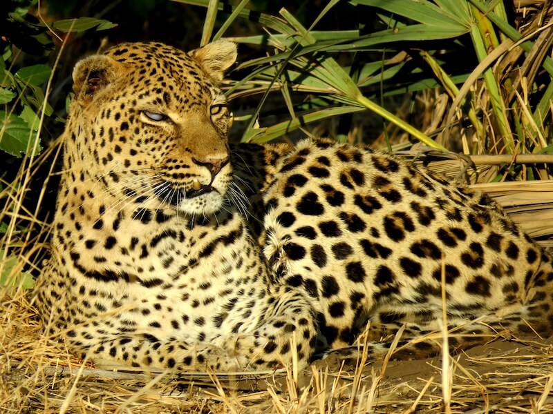 Amazon Jaguar