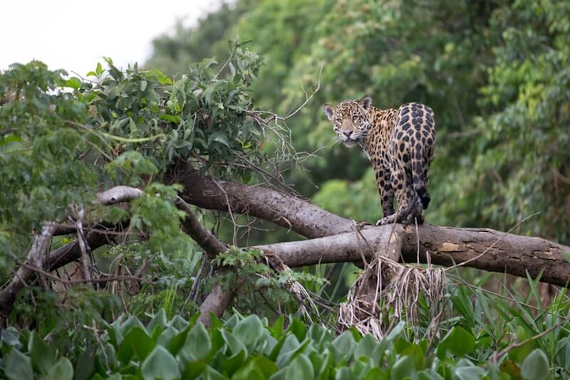 Jaguar in Brazilian Pantanal, Manu National Park