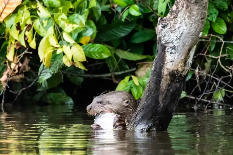 Amazon Rainforest Vacation: How to Plan an Itinerary