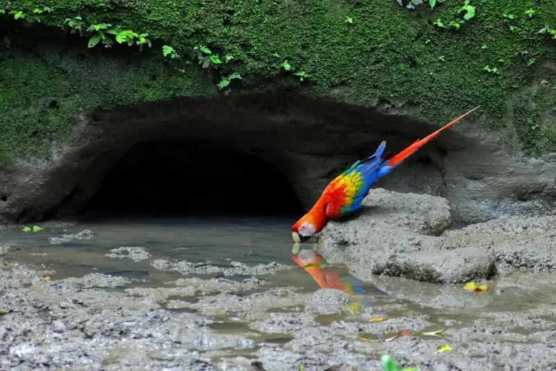 Amazon Rainforest Vacation: How to Plan an Itinerary