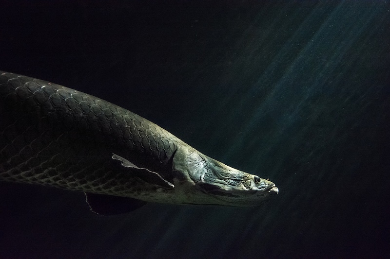 Close-up of a large Amazon river pirarucu fish also known as arapaima. The fish is swimming in a dark water. It is partially illuminated by the sunrays from the water surface.