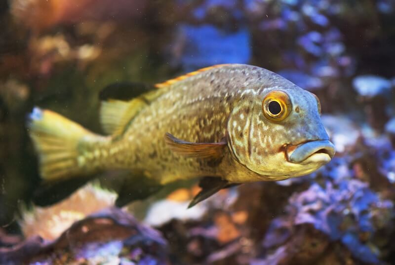 Candiru Fish