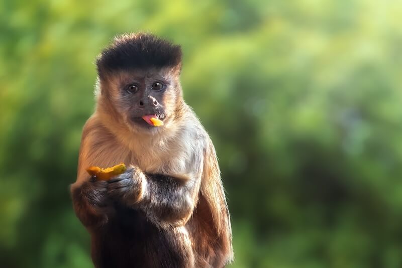 Capuchin Monkey