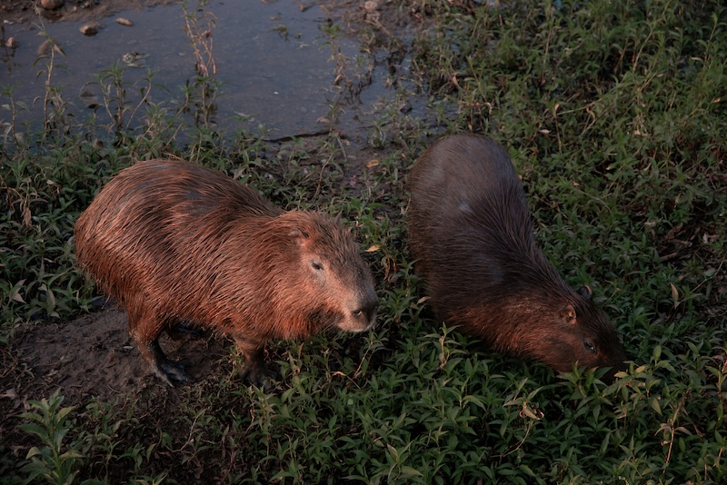Capybara