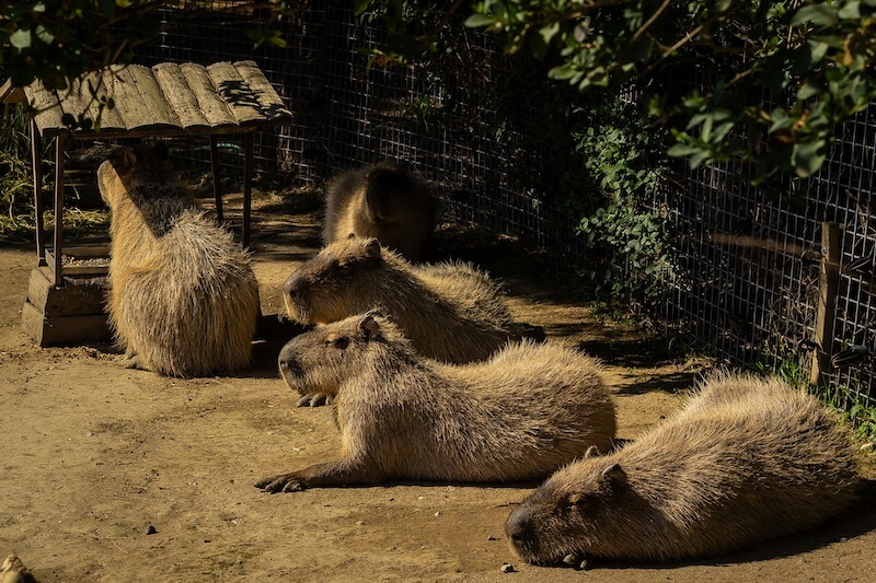Capybara