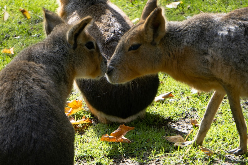 Capybaras