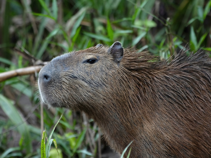 Capybaras