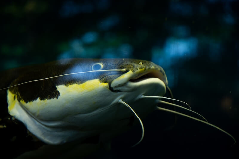 Cat Fish