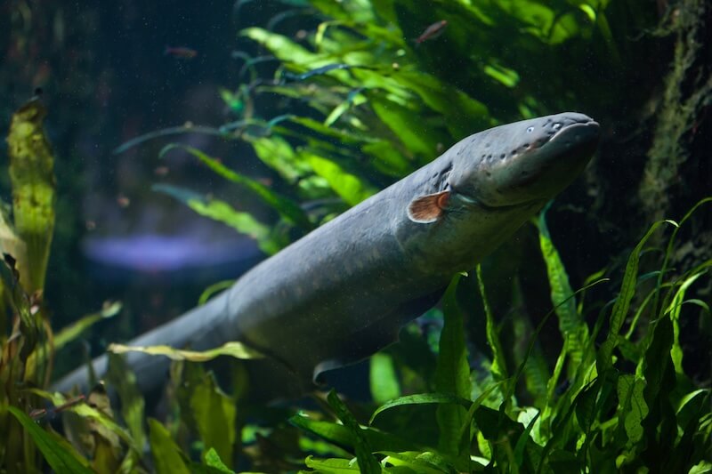 Electric Eels