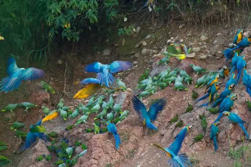 Fascinating Science Behind Why Macaws Eat Clay