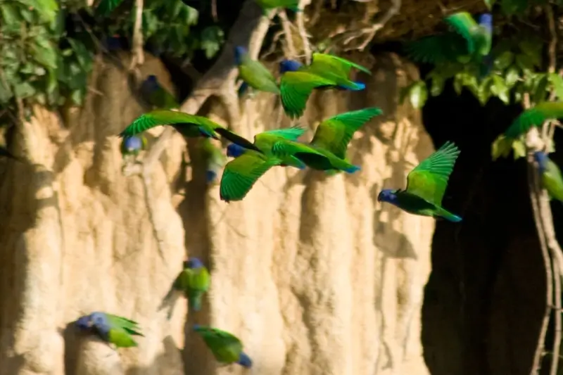 Fascinating Science Behind Why Macaws Eat Clay