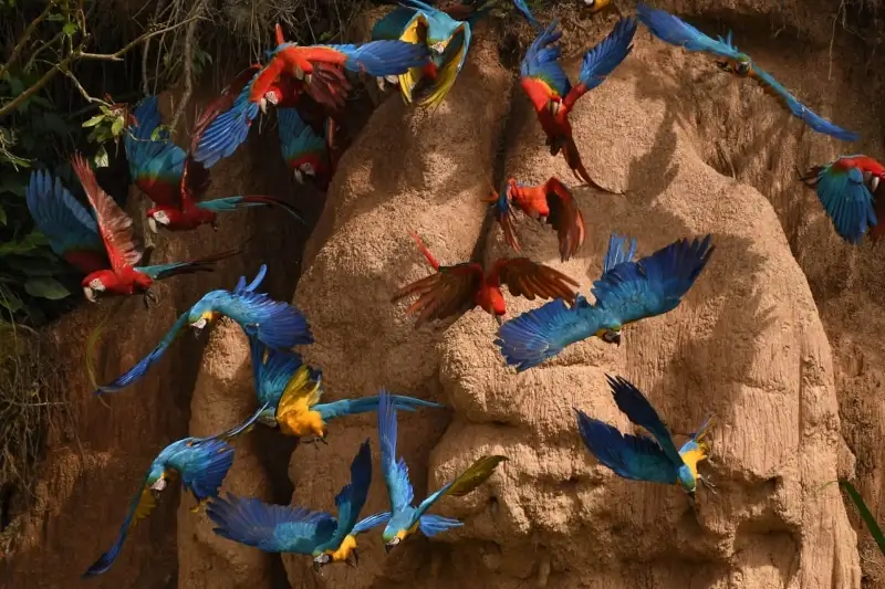 Fascinating Science Behind Why Macaws Eat Clay