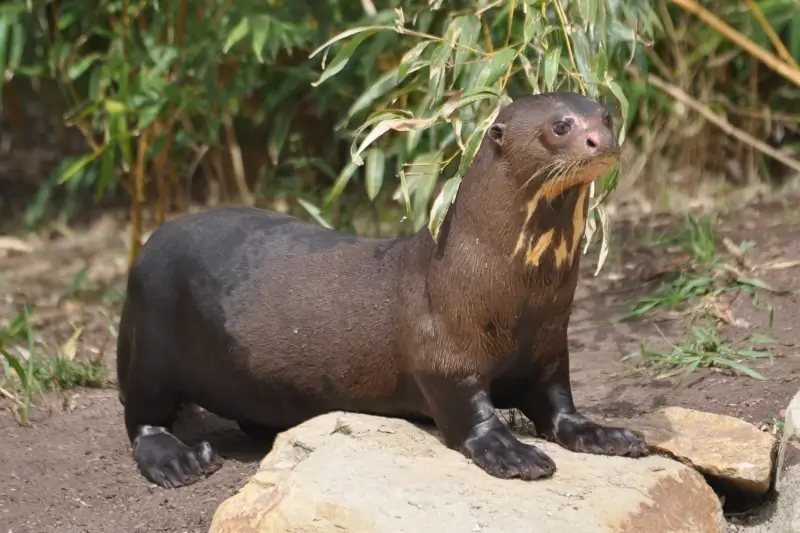 Giant River Otters