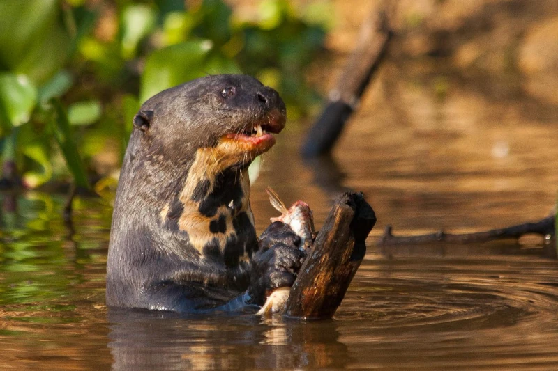 Giant River Otters, Manu National Park Peru, Exploring the Diversity of Amazon Rainforest Animals
