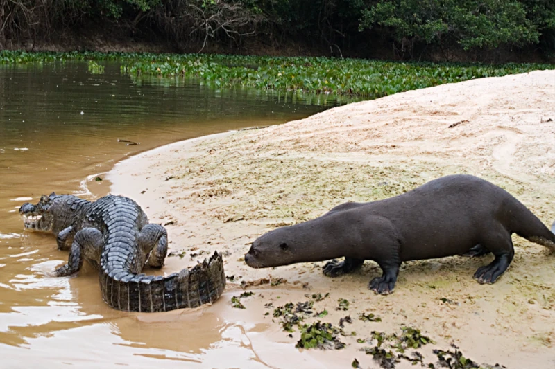 Giant River Otters