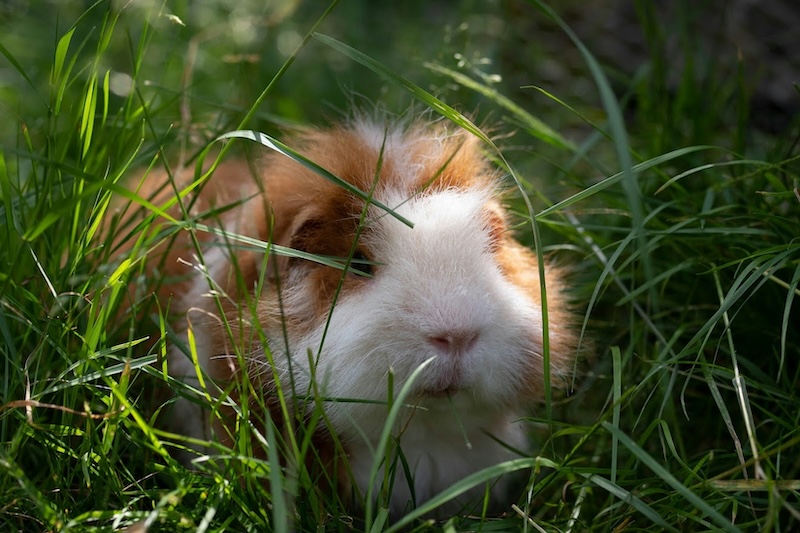 Guinea Pigs