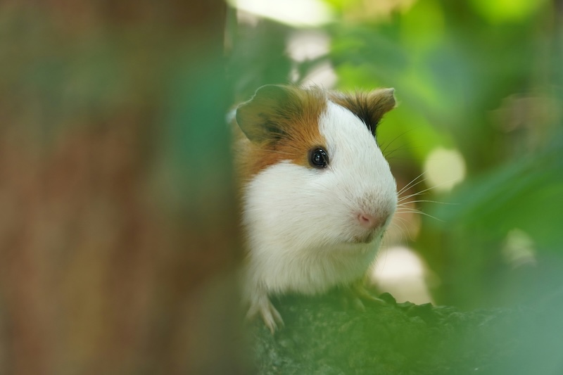 Guinea Pigs