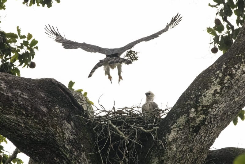 Harpy Eagle, Manu National Park