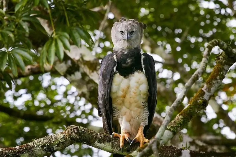  Is the Amazon Rainforest Safe for Tourists