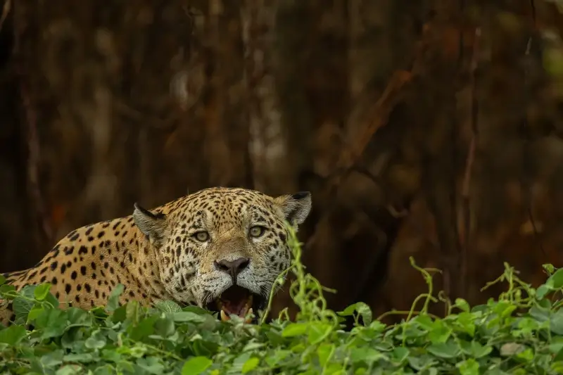  Is the Amazon Rainforest Safe for Tourists