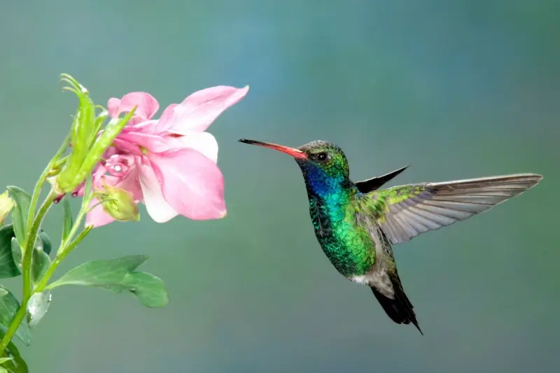 Birdwatching in the Manu Cultural Zone: A Birder’s Paradise