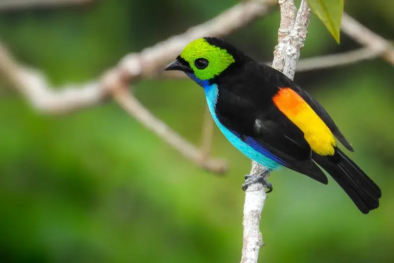 Birdwatching in the Manu Cultural Zone: A Birder’s Paradise, Essential Tips for Peru Amazon Trips