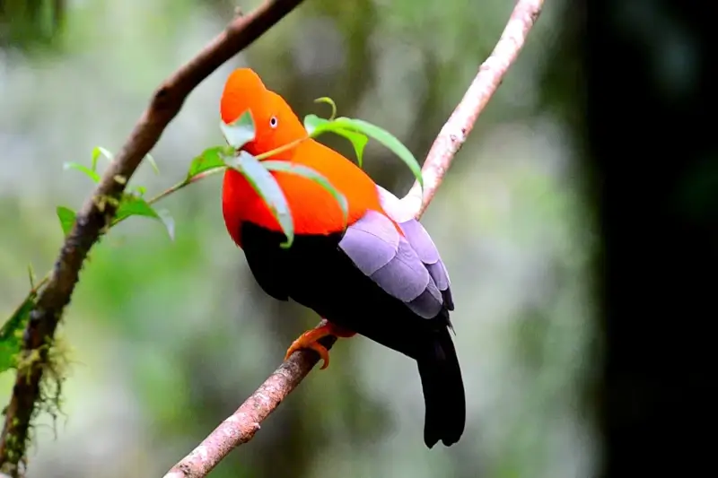 Birdwatching in the Manu Cultural Zone: A Birder’s Paradise