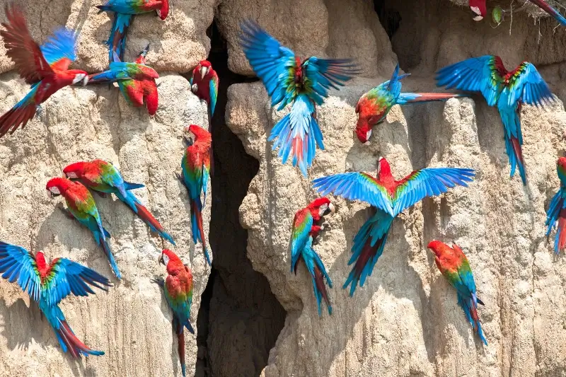 Why Manu Macaw Clay Licks Are a Must-Visit for Birdwatchers