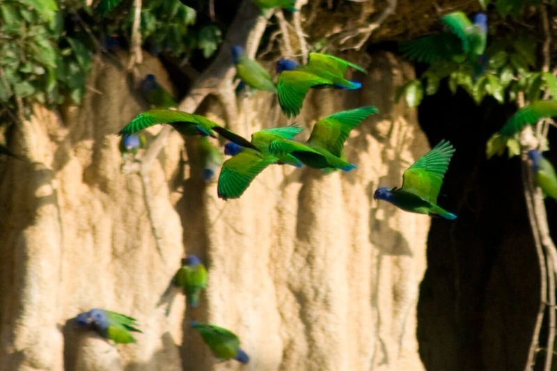 Why Manu Macaw Clay Licks Are a Must-Visit for Birdwatchers