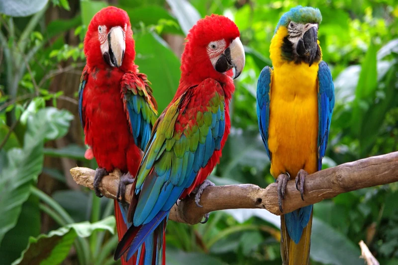 Why Manu Macaw Clay Licks Are a Must-Visit for Birdwatchers