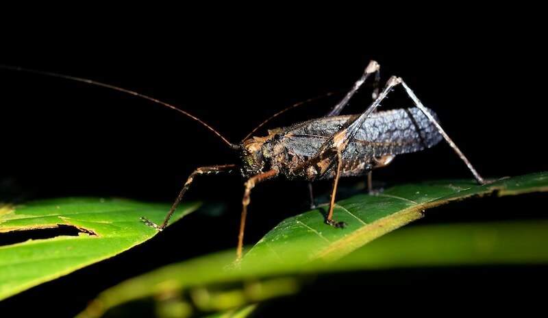 Nocturnal Wildlife Tour Amazon
