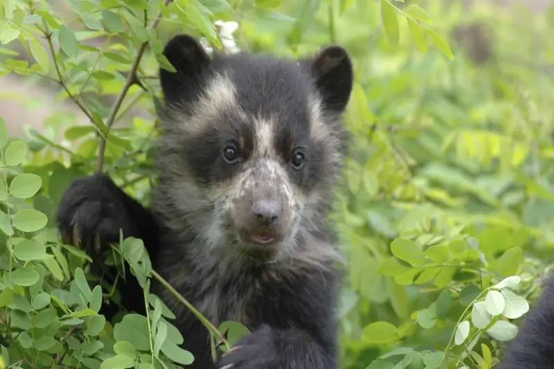 Paddington is a Spectacled Bear! The Manu Park Cutie