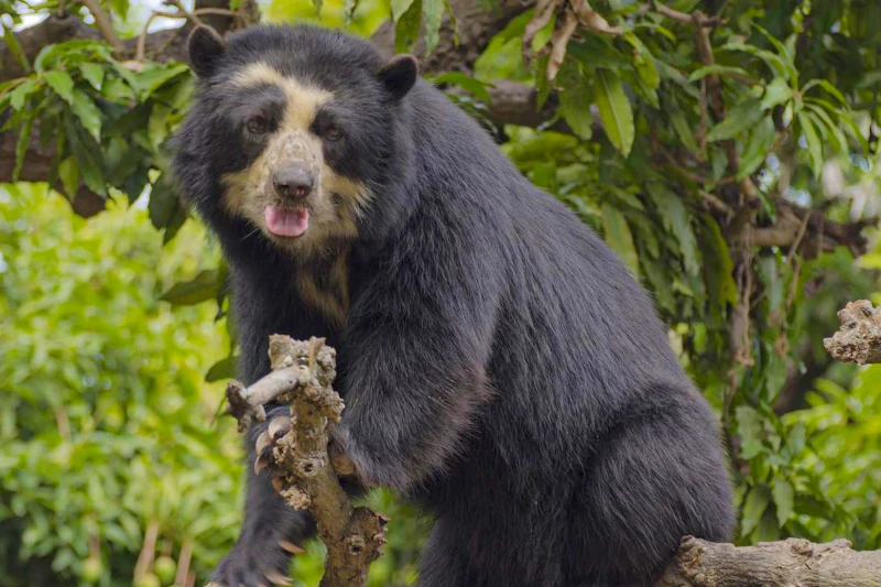 Paddington is a Spectacled Bear! The Manu Park Cutie