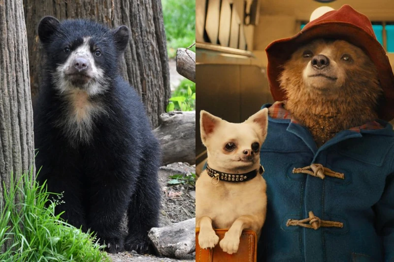 Paddington is a Spectacled Bear! The Manu Park Cutie