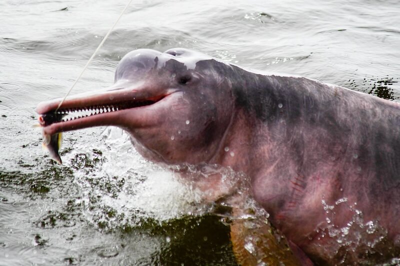 In the heart of the Amazon, a unique creature thrives. The Pink River Dolphin is also known as boto. They are fascinating species that calls the murky waters of South America home. A Pink River Dolphin in the Amazon River These dolphins are not just known for their striking pink hue. They also boast remarkable adaptations that allow them to navigate and hunt in their challenging environment. In this article, we'll dive into ten captivating facts about these aquatic marvels. Join us as we explore their world, from their intriguing behaviors to the vital role they play in their ecosystem. Here are 10 Pink Dolphin Facts: 1. Unique Species Classification The Pink River Dolphin, scientifically known as Inia geoffrensis, is a standout among dolphin species. Unlike their marine counterparts, these dolphins inhabit freshwater environments, specifically the Amazon and Orinoco river basins. Their unique classification extends to their physical characteristics as well. Pink River Dolphins have a round forehead, a long body, and a long snout. They have up to 140 teeth. These features show how dolphins can adapt over time. 2. Habitat and Distribution Pink River Dolphins are native to South America. They inhabit the murky waters of the Amazon and Orinoco river basins. These river systems provide a rich, biodiverse environment, making it an ideal habitat for these unique creatures. Pink River Dolphin in its natural habitat Their distribution is largely influenced by the seasonal flooding of the Amazon rainforest. During the wet season, Pink River Dolphins navigate through the flooded forest. Their unfused neck vertebrae allows them to maneuver around obstacles with ease. 3. Colorful Changes with Age One of the most striking features of Pink River Dolphins is their unique coloration. When young, these dolphins sport a grayish hue, which gradually transforms into a vibrant pink as they mature. The intensity of their pink color can vary, often becoming more vibrant when the dolphins are excited. This is due to increased blood flow, making these dolphins a captivating sight in the murky waters of their habitat. 4. Unmatched Flexibility in the Animal Kingdom Pink River Dolphins possess a unique anatomical feature not seen in other dolphin species. Their neck vertebrae are unfused, allowing them to turn their heads 180 degrees. This remarkable flexibility aids them in navigating through the flooded forests during the wet season. It's a testament to their adaptability, enabling them to thrive in the complex riverine environment of the Amazon. 5. Size and Diet of the Amazonian Giant Pink River Dolphins are the largest species of river dolphins. Males, larger than females, can grow up to 2.5 meters in length and weigh up to 185 kilograms. Their diet is as impressive as their size. They feed on a variety of prey, including fish, crabs, and even small turtles. This diverse diet reflects the rich biodiversity of their Amazonian habitat. 6. Social Behavior and Reproduction Pink River Dolphins are known for their solitary nature. They are often seen alone or in small groups, navigating the vast river systems of the Amazon. Their breeding season aligns with the peak of the flood season. Females give birth to a single calf every two to three years, after a gestation period of about 11 months. This slow reproduction rate makes recovery from population declines a significant challenge. 7. Echolocation and Sensory Adaptations Despite their poor eyesight, Pink River Dolphins have adapted to their murky habitat. They use echolocation to navigate and hunt, sending out sound waves that bounce off objects and return to them. Their hearing is excellent, and their brain capacity is 40% larger than that of humans. Their smart thinking and complex sounds make them one of the most interesting species in the Amazon. 8. Cultural Significance and Mythology Pink River Dolphins hold a special place in Amazonian folklore. They are often protected by local myths and are seen as magical creatures in many indigenous cultures. These dolphins are also a symbol of the Amazon's rich biodiversity. Their presence in the river systems is a testament to the health and diversity of the aquatic environment. This makes them an iconic species of the region. 9. Conservation Status and Threats Pink River Dolphins face numerous threats, including habitat destruction, pollution, and accidental capture in fishing nets. These factors have led to a decline in their population. This has earnined them a "vulnerable" status on the IUCN Red List of Threatened Species. Efforts are underway to protect these unique creatures and their habitat. Conservationists, researchers, and local communities are working together to mitigate human-induced threats and promote sustainable practices. Even with these efforts, enforcement is still hard. The survival of Pink River Dolphins is still at risk. 10. The Role of Ecotourism and Research Ecotourism plays a vital role in the conservation of Pink River Dolphins. Dolphin-watching tours in the Amazon, when conducted responsibly, offer income to local communities. They also highlight the significance of these animals and their surroundings. Sustainable tourism practices are encouraged to minimize the impact on their natural environment. Pink River Dolphin in the wild Research on Pink River Dolphins also contributes significantly to our understanding of freshwater ecosystems. Scientists use photo-identification and other methods to study and monitor dolphin populations, aiding in their conservation efforts. In summary, the pink river dolphin is one of the Amazon’s most enchanting and mysterious creatures. From their distinctive pink hue and flexible necks to their remarkable echolocation skills, these dolphins are full of surprises. The pink river dolphins in the Amazon are interesting to watch. They behave playfully and have special traits for their muddy home. The pink river dolphin fun facts serve as a testament to the immense diversity and marvel the Amazon river embodies. So, dive deeper into the world of the Amazon and get to know these friendly and fascinating river residents!, Amazon Rainforest Animals