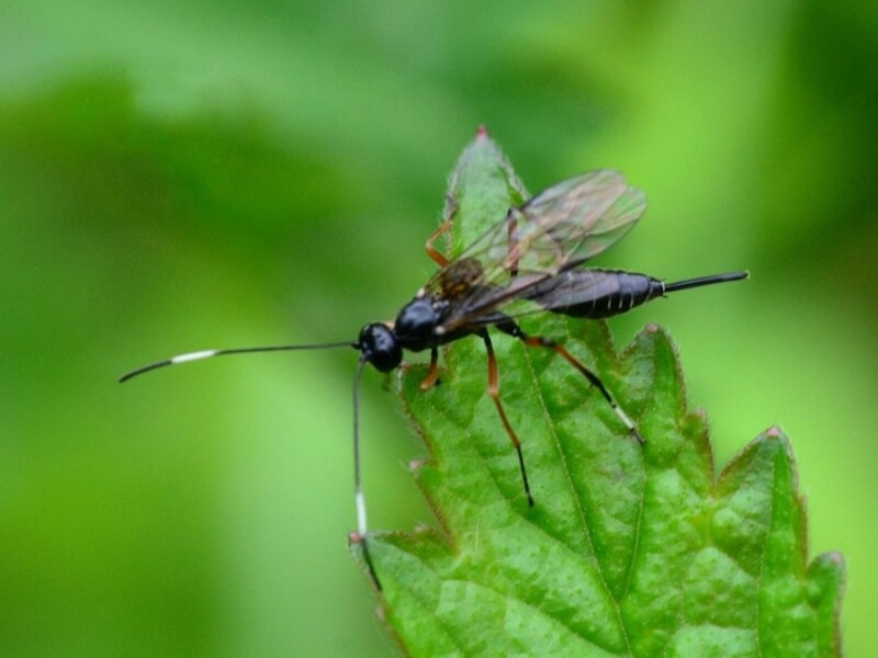 5 parasitic relationships in the amazon rainforest