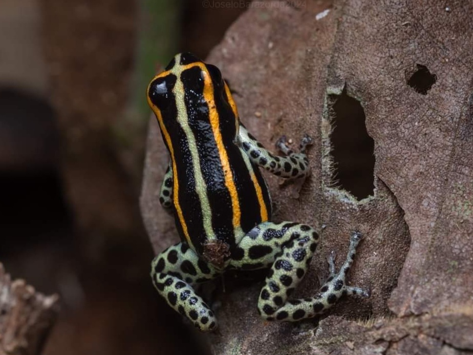 jungle adventures, Amazon Rainforest Animals