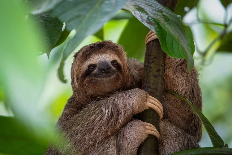 Amazon Rainforest Animals