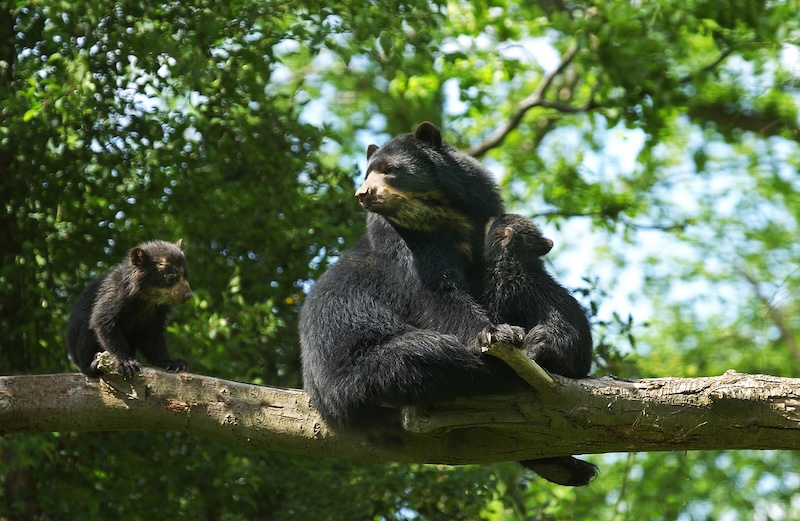 Spectacled Bears