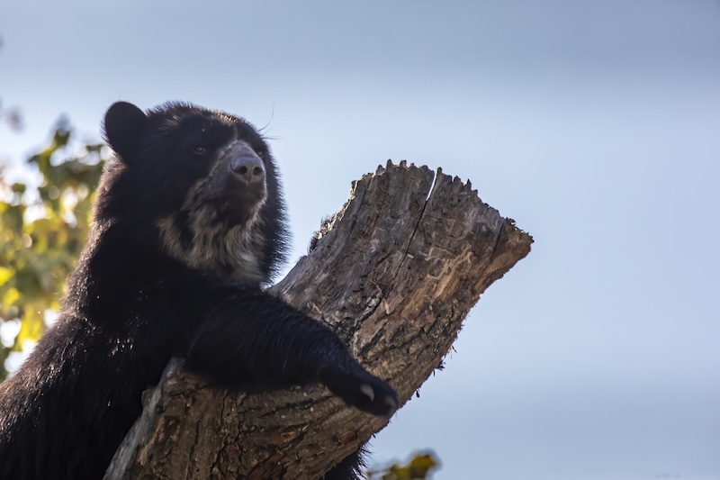 Spectacled Bears