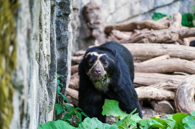 Spectacled Bears