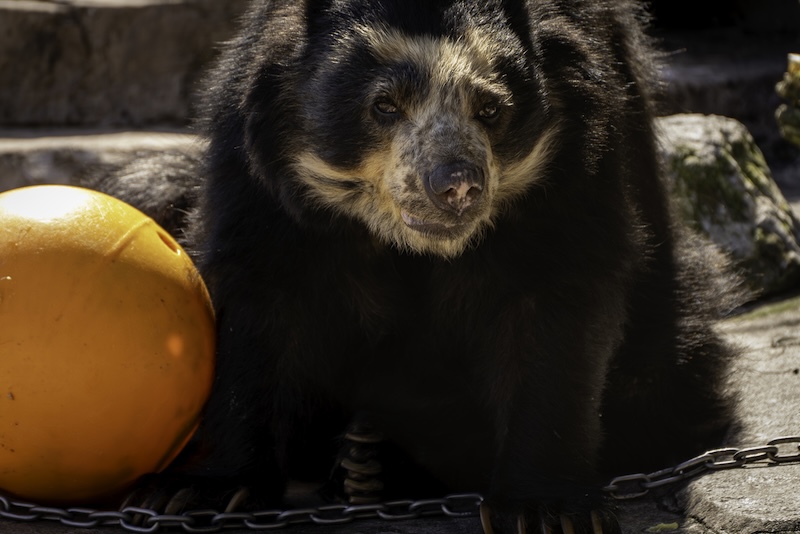 Spectacled Bears