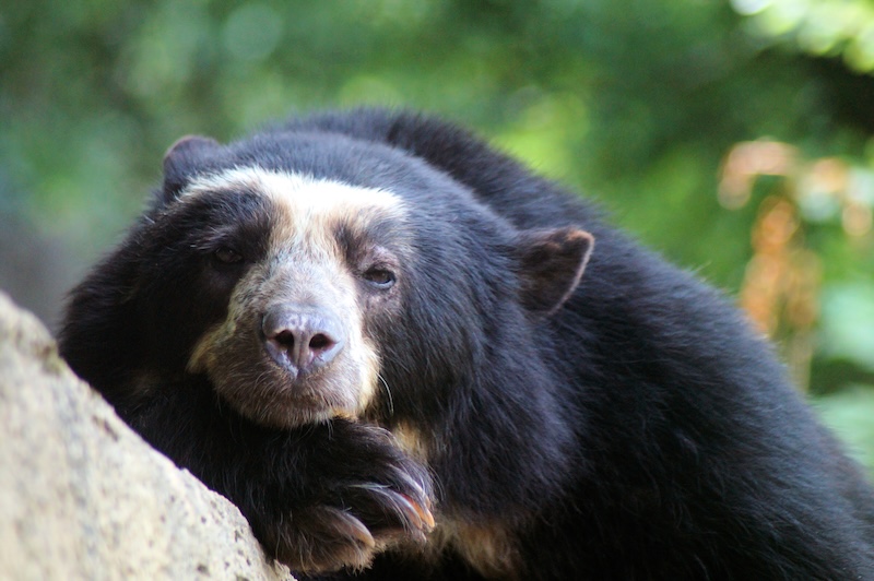 Spectacled Bears